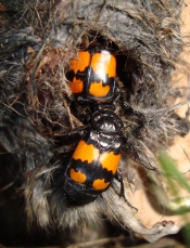 Nicrophorus_vespilloides_in_dead_rodent